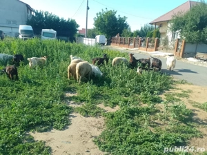 Capre de lapte, iezi si cârlani - imagine 2