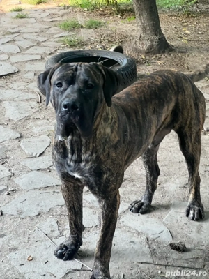mascul presa canario - imagine 2 mascul presa canario - imagine 2