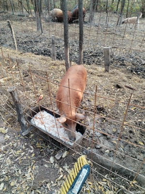 Purcei 10 săptămâni 