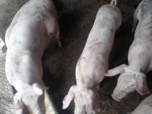 Vand porci 40 -50 kg