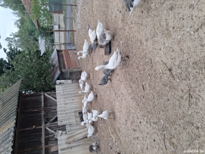 Pasari tinere de anul acesta. - imagine 2