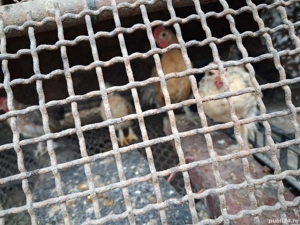 Pasari tinere de anul acesta. - imagine 4