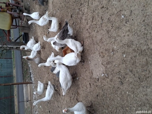 Pasari tinere de anul acesta. - imagine 3