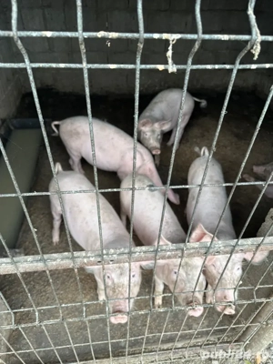 Porci de Vanzare !