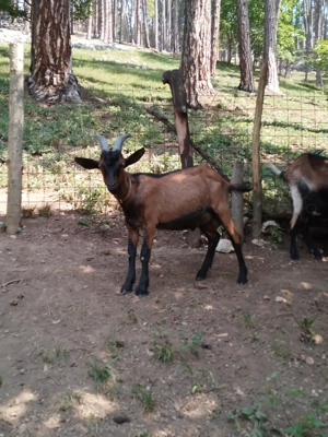 Tap alpin de vanzare