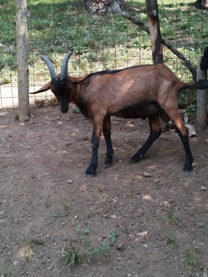 Tap alpin de vanzare - imagine 2