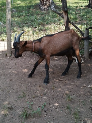 Tap alpin de vanzare - imagine 3