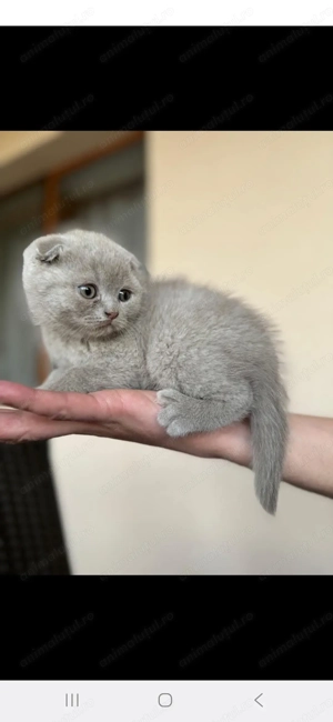 Pisicuțe british shorthaire 