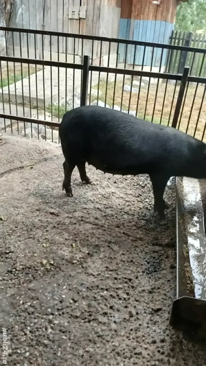 Vând grasuna gestantă 