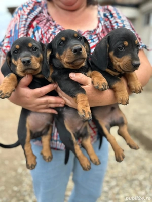 căței teckel  - imagine 3