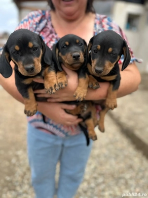 căței teckel  - imagine 2