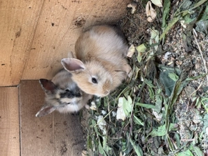 Iepurași de vânzare, cap de leu 