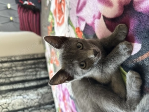 Vand british (2 luni)