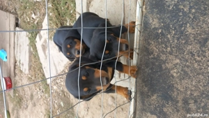 căței teckel  - imagine 4