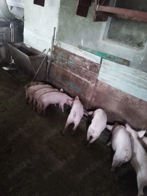 Vând purcei 12 săptămâni 