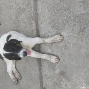 Căței ciobănesc de Bucovina  - imagine 4