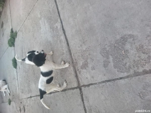 Căței ciobănesc de Bucovina  - imagine 5