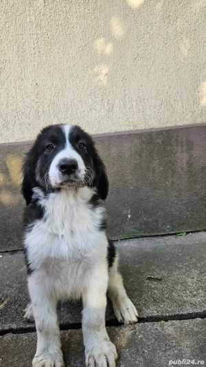 Căței ciobănesc de Bucovina 