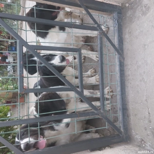 Căței ciobănesc de Bucovina  - imagine 2