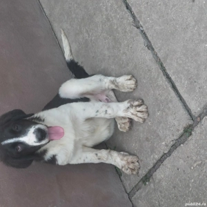 Căței ciobănesc de Bucovina  - imagine 3