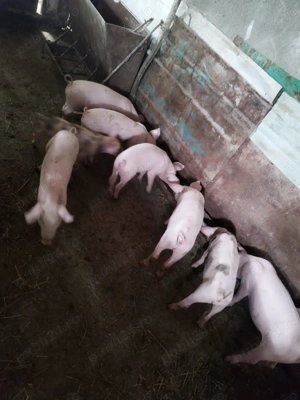 Vând purcel 12 săptămâni 
