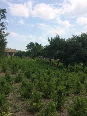 Casa de vanzare,Cioroiu Nou(com.Cioroiasi) - imagine 9