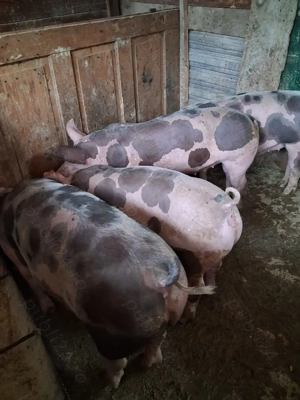 Vând purcei petrean belgian  - imagine 2