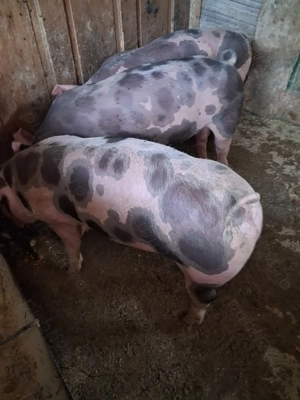 Vând purcei petrean belgian 