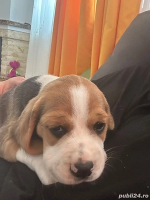 catelusi beagle jucaus