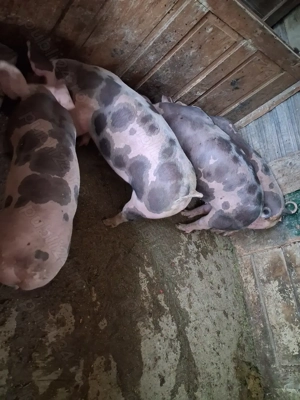 Vând purcei petrean belgian  - imagine 5