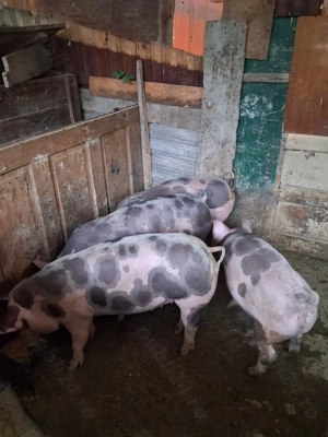 Vând purcei petrean belgian  - imagine 3