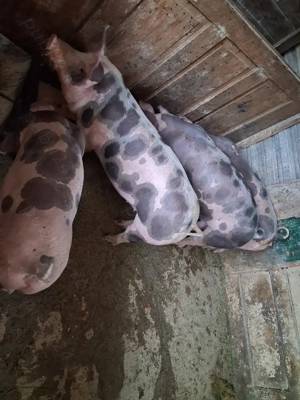 Vând purcei petrean belgian  - imagine 4