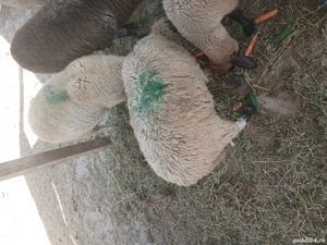 Vand oi sau pastrama