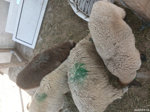 Vand oi sau pastrama - imagine 2