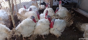 Vând curcani de carne