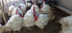 Vând curcani de carne - imagine 5 Vând curcani de carne - imagine 5