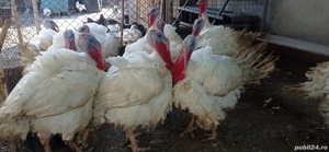 Vând curcani de carne - imagine 4 Vând curcani de carne - imagine 4