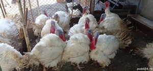 Vând curcani de carne - imagine 3 Vând curcani de carne - imagine 3