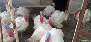 Vând curcani de carne - imagine 2 Vând curcani de carne - imagine 2