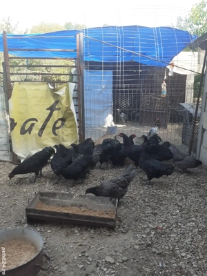 vând gaini austrolop