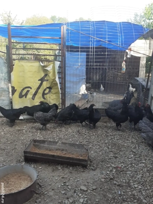 vând gaini austrolop  - imagine 2 vând gaini austrolop  - imagine 2