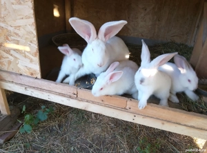 vand iepuri  - imagine 4 vand iepuri  - imagine 4