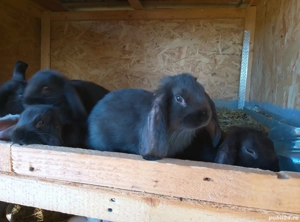 vand iepuri  - imagine 3 vand iepuri  - imagine 3