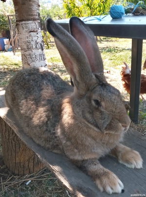 vand iepuri  - imagine 5 vand iepuri  - imagine 5