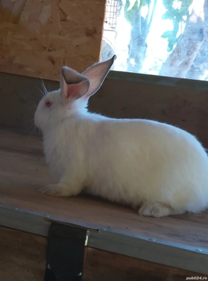 vand iepuri  - imagine 2 vand iepuri  - imagine 2