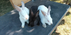 mascul berbec german  - imagine 4 mascul berbec german  - imagine 4