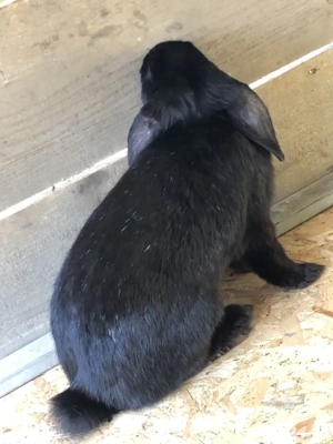 mascul berbec german  - imagine 2 mascul berbec german  - imagine 2