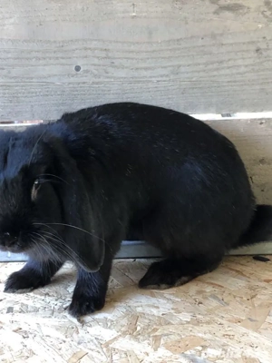 mascul berbec german  - imagine 3 mascul berbec german  - imagine 3