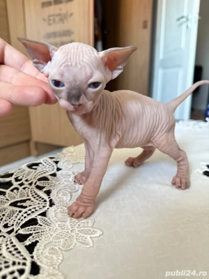 Puiuti Sphynx (3 baieti 1 fetita) - imagine 2