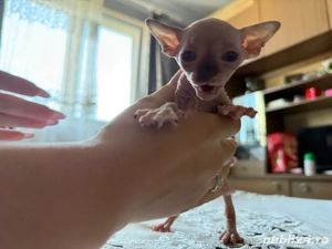 Puiuti Sphynx (3 baieti 1 fetita)